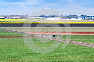 Vibrant yellow daffodil and red tulip flowers field, blue cloudy sky