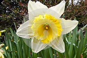 Vibrant Yellow Daffodils in Bloom: A Close-up Shot of April\'s Spring Beauty