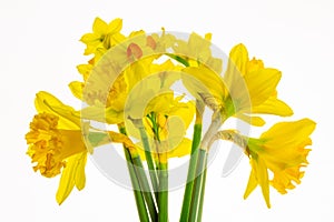 Vibrant Yellow Daffodils Isolated on White background -1