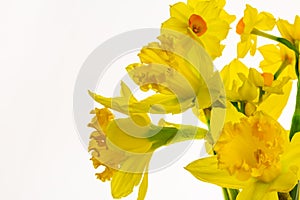 Vibrant Yellow Daffodils Isolated on White background -2