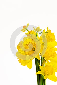 Vibrant Yellow Daffodils Isolated on White background -3
