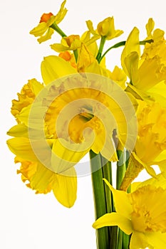Vibrant Yellow Daffodils Isolated on White background -4