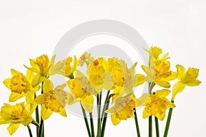 Vibrant Yellow Daffodils Isolated on White background -7