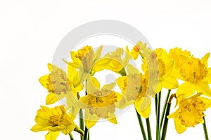 Vibrant Yellow Daffodils Isolated on White background -8