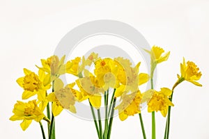 Vibrant Yellow Daffodils Isolated on White background -9
