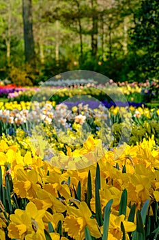 Vibrant yellow daffodils in the sun at Keukenhof Gardens, Lisse, South Holland