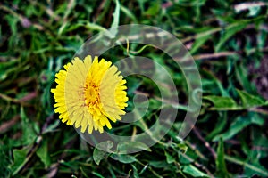 a vibrant yellow dandelion flower is in full bloom, creating a striking contrast against