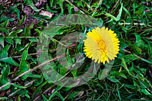 A vibrant yellow dandelion flower in full bloom, standing out against the lush green grass of a field. A delightful flower of