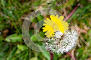 Vibrant yellow dandelion flower and partially dispersed seed head