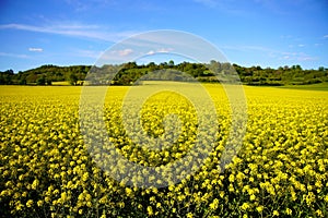 Vibrant yellow field with abundant flowers in front of lush trees