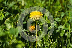 Vibrant yellow field of dandelions basking in the sunshine on a sunny summer day