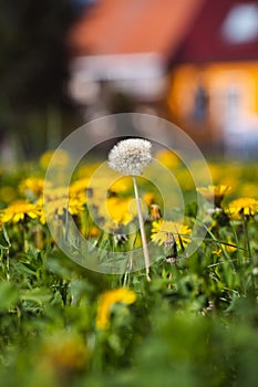 Vibrant yellow field of dandelions basking in the sunshine on a sunny summer day