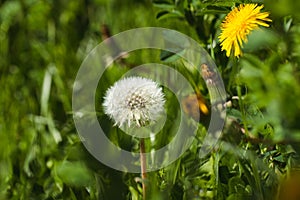 Vibrant yellow field of dandelions basking in the sunshine on a sunny summer day