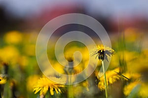 Vibrant yellow field of dandelions basking in the sunshine on a sunny summer day