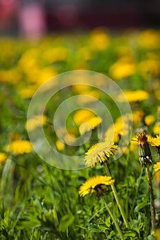 Vibrant yellow field of dandelions basking in the sunshine on a sunny summer day