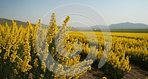 Vibrant yellow field, a symbol of hope and renewal