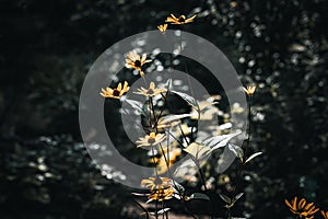 Vibrant yellow floral arrangement near a lush cluster of trees