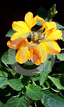 Vibrant yellow flower at the backyard