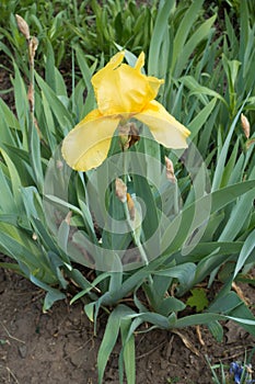 Vibrant yellow flower of bearded iris in spring