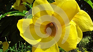 Vibrant Yellow Flower at Longwood Gardens