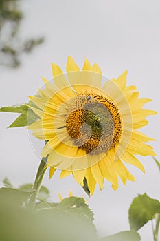 Vibrant yellow flower sunflower in a dreamy sunlight