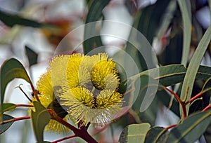 Vibrant yellow flowers of Eucalyptus erythrocorys