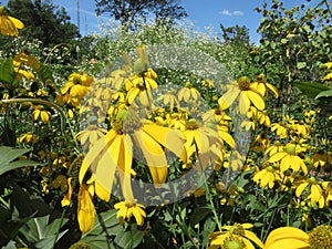 Vibrant Yellow Flowers in the Garden in September