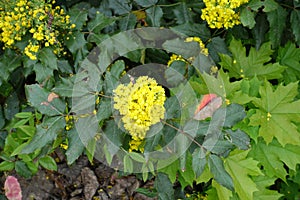 Vibrant yellow flowers of Oregon grape