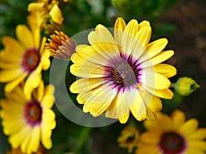 Vibrant yellow flowers with pink centers in a butterfly garden Santa Barbara, California.