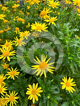 Vibrant yellow-golden ragwort (Packera aurea) flowers against lush green foliage