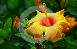 Vibrant yellow hibiscus flower