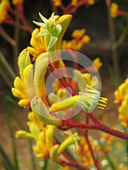 Vibrant yellow kangaroo paw