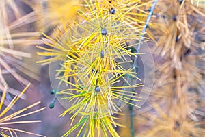 Vibrant yellow larch foliage macro with warm fall light