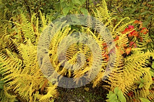 Vibrant yellow leaves of hayscented ferns, fall in northern Main