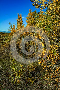 Fall colours and hay bales in the foothills. Foothills County,Alberta,Canada