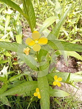 Vibrant yellow luck flower with lush green foliage: Evening primroses plant