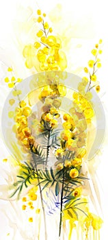 Vibrant Yellow Mimosa Flowers Watercolor Illustration for Spring