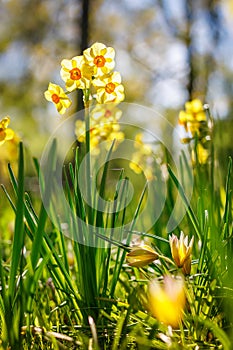 Vibrant yellow narcissus flowers thriving among lush green grass, illuminated by sunlight