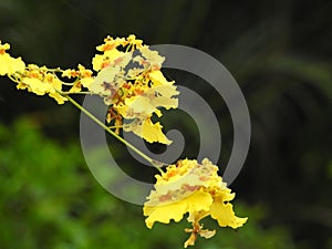 Vibrant yellow Oncidium flexuosum flowers grown in the garden