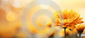 Vibrant yellow orange marigold on isolated magical bokeh background with ample text space