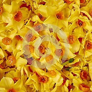 Vibrant yellow and orange narcissus flowers