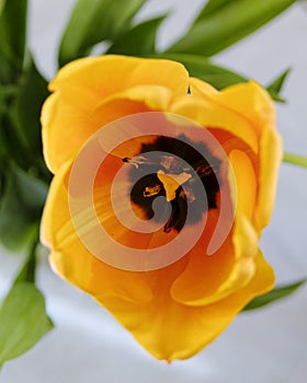 Vibrant yellow orange tulip flower top view