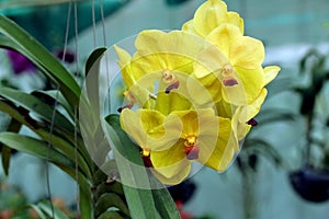 Vibrant yellow orchid flowers blooming in the garden