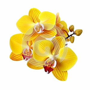 Vibrant Yellow Orchid Flowers Clipart On White Background