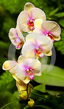 Vibrant yellow orchids