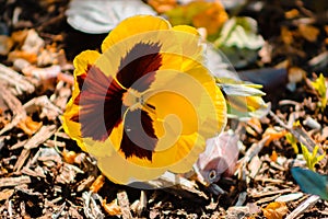 Vibrant yellow pansy in bloom at the Frederik Meijer Gardens