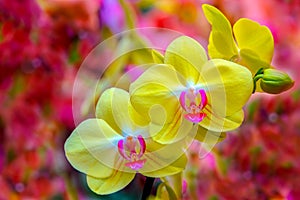 Vibrant yellow phalaenopsis blume pink orchids with abstract background