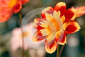 Vibrant yellow and red color dahlia photo