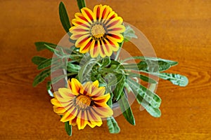 Vibrant yellow and red flowers of two Gazania rigens Big Kiss Yellow Flame