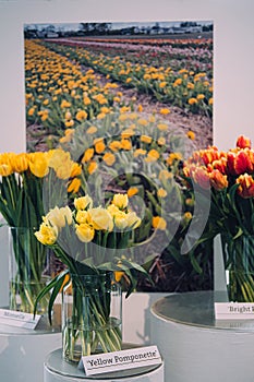 Vibrant Yellow and Red-Striped Tulips in Exhibition